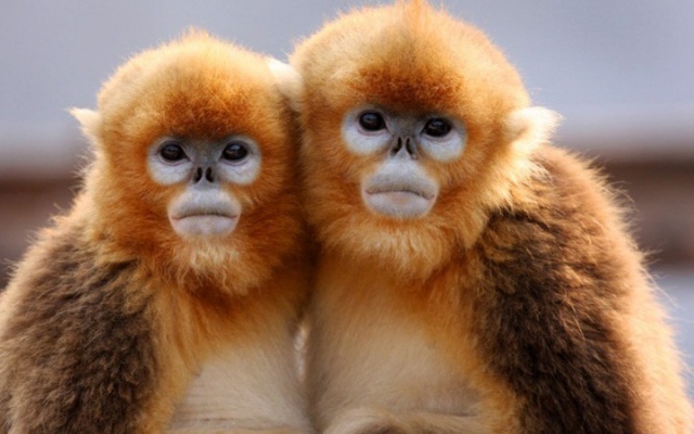Pražská zoo získá z Pekingu ohroženého langura čínského (tzv. zlatou opici)