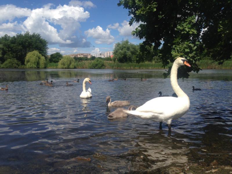 Praha kupuje Milíčovský rybník a dva přilehlé pozemky